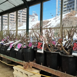 バラ大苗 植え込み作業中