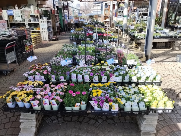 早春の花苗入荷