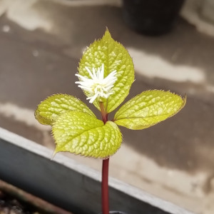 黄金葉ヒトリシズカ