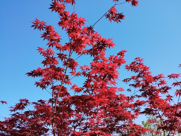 モミジ 野村