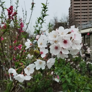 桜 染井吉野