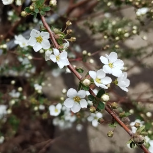 ユキヤナギ 白花
