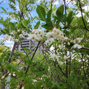 ゴゴノキ 白花