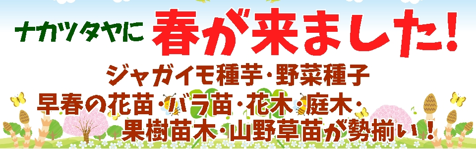 ナカツタヤに春が来た!