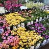 春の花が入荷しました オステオスペルマム