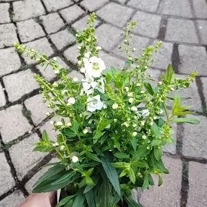アンゲロニア セレニータ