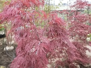 モミジ 紅枝垂れ