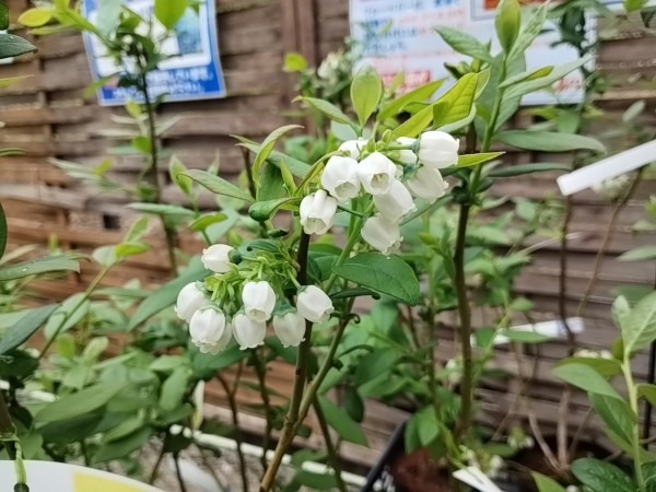 ブルーベリーの花