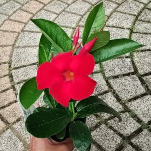クライミング サンパラソル
