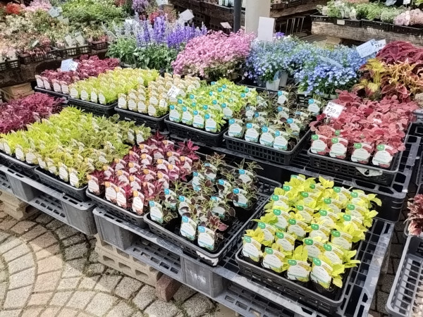 コリウス苗 揃いました
