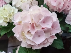 ハイドランジア コットンキャンディー