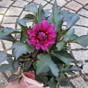 ダリア ダラヤミーナ アルナ
