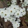 ハナミズキ 白花
