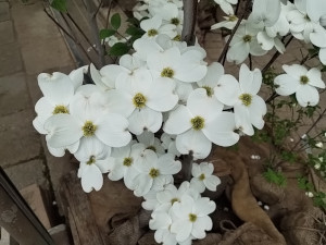 ハナミズキ 白花