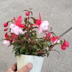 ホクシャ バレリーナ