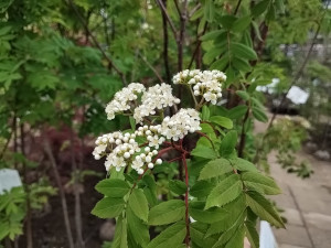 ナナカマド