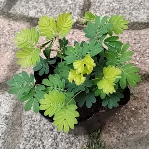 おじぎ草
