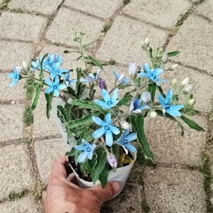 オキシペタラム ブルースター