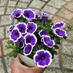 ペチュニア YES! ブルーハワイ