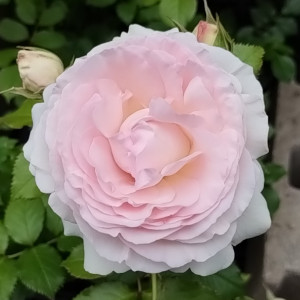 ピエールドゥロンサール