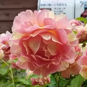 ポールセザンヌ