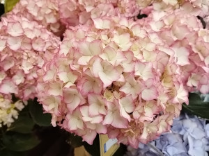 ハイドランジア ポメロ