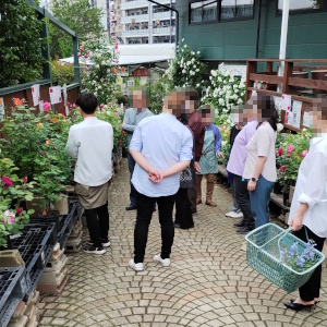 バラづくり体験教室 植えるバラをえらんでます