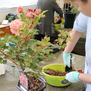 バラづくり体験教室 バラの土づくり
