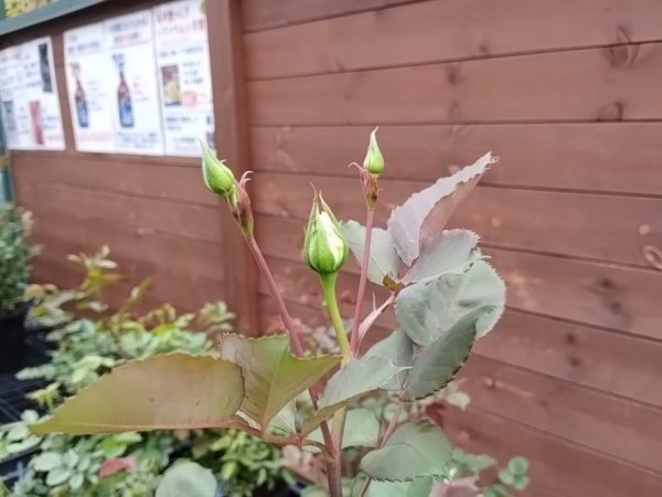 バラの蕾 ブルーグラビティー