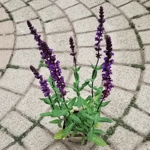 サルビア ネモローサ カラドンナ