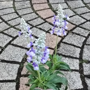 サルビア サリーファン
