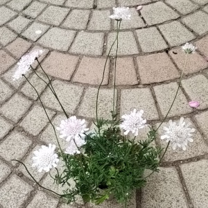 スカビオサ アメジストスノー