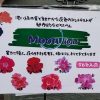 ゼラニウム ムーンライト シリーズ