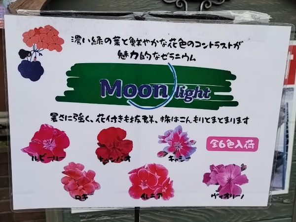 ゼラニウム ムーンライト シリーズ