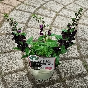 アンゲロニア エンジェルフレア ブラック