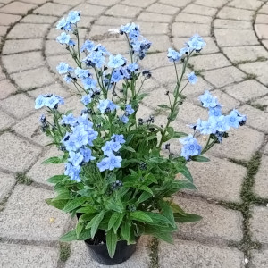 アンチューサ