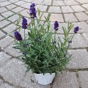 イングリッシュラベンダー