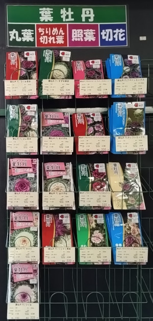 葉牡丹 種子