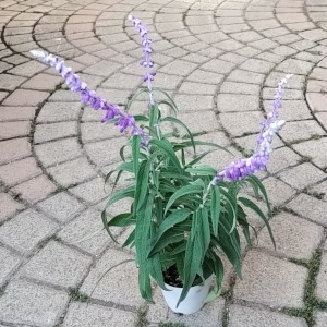 サルビア レウカンサ