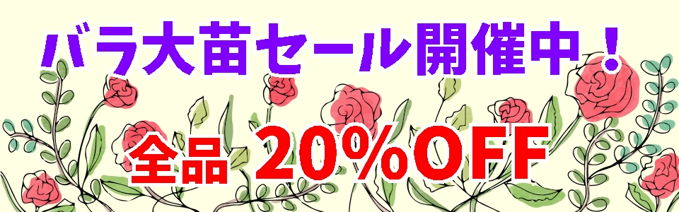 バラ大苗セール開催中！ 全品20%OFF