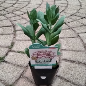 トルコギキョウ ソロPF