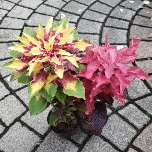葉ゲイトウ