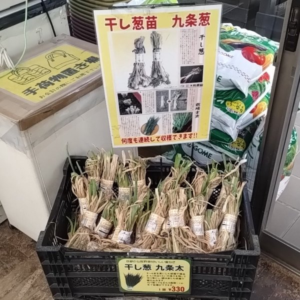 干し葱苗(九条葱)