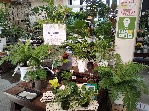 観葉植物 葉っぱの癒しコーナー