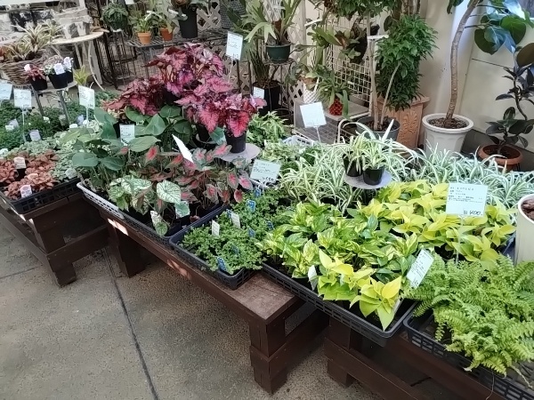観葉植物 苗コーナー