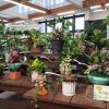 観葉植物 寄せ植えコーナー