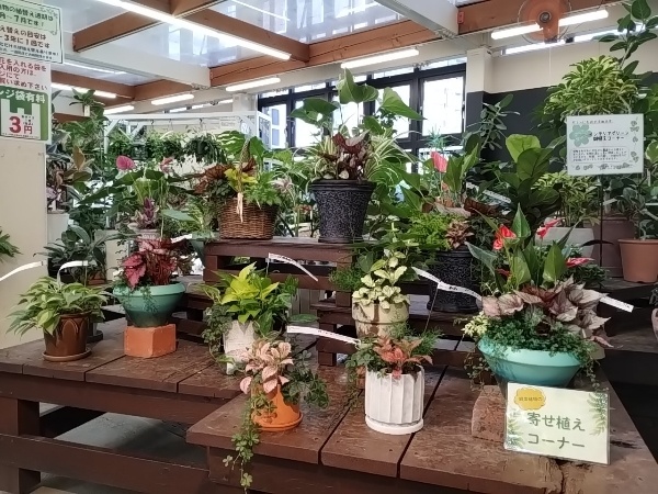 観葉植物 寄せ植えコーナー