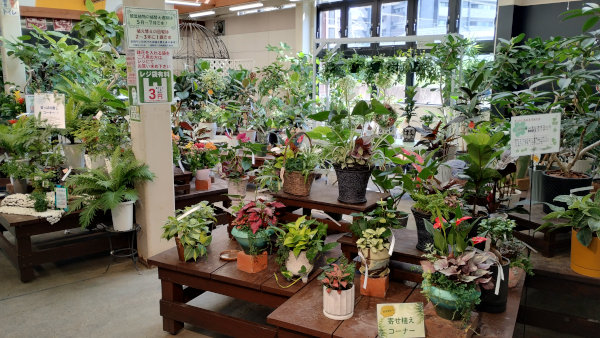お部屋を涼し気に 観葉植物売場