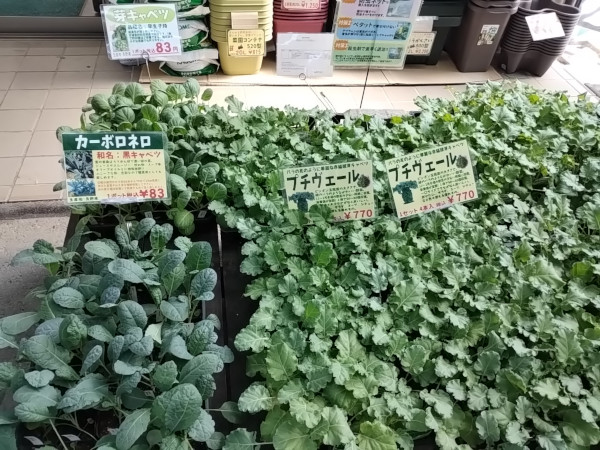 芽キャベツ カーボロネロ プチヴェール