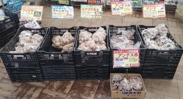 夏植え馬鈴薯 ジャガイモ